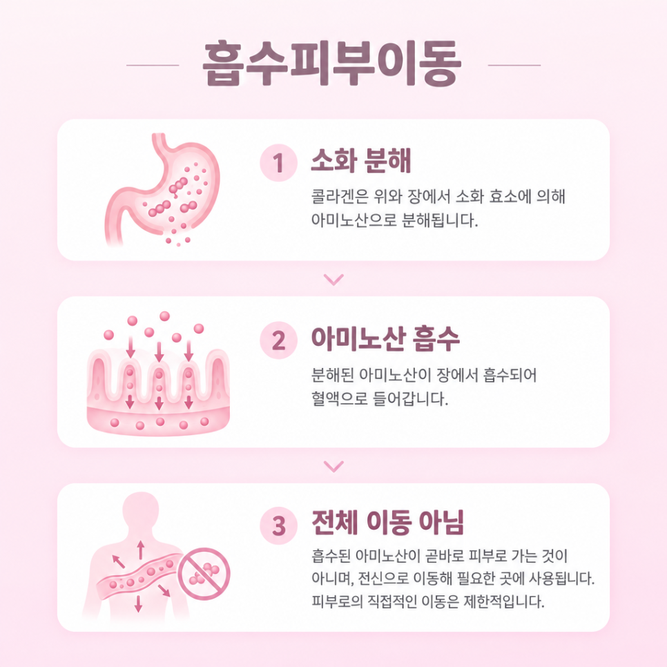 저분자 콜라겐 효능 관련 이미지 8